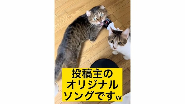 “ごはんの唄”はしぶけんさんのオリジナルソング