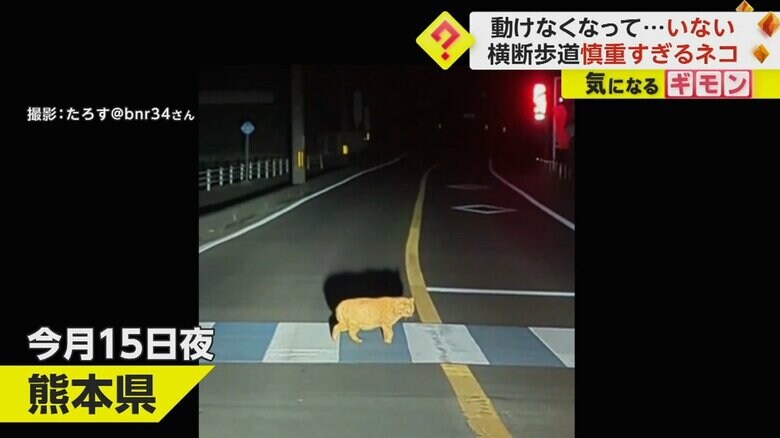 暗闇の中で横断歩道を渡るネコ