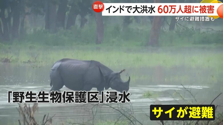 ほとんどのサイを高地に避難させる措置が取られた野生生物保護区