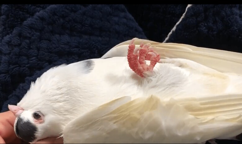 お腹を見せる幸生くん