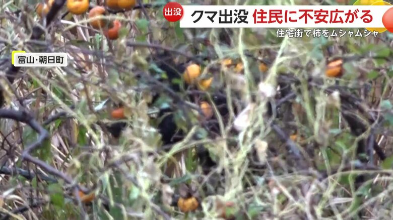 木の上で柿を食べるクマ