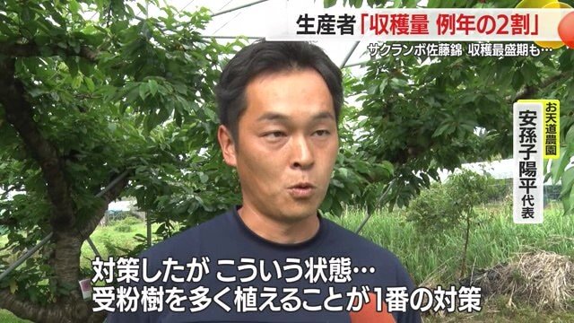 ハチによる受粉だけでなく、人の手をかけての人工受粉を6回しても実のなりが悪かった