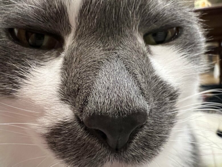 どろぼうひげの由来となった模様