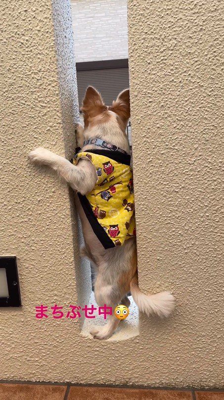 提供：SORA/ちわわさん