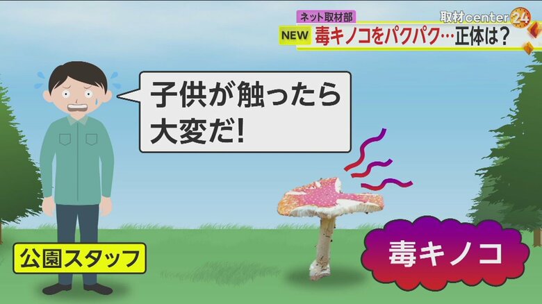 ベニテングタケがちぎれているのを見つけた公園スタッフが、カメラを設置した
