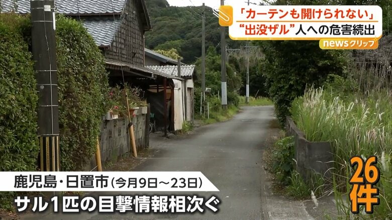 5月に入り26件にのぼっているサルの目撃情報（鹿児島・日置市）
