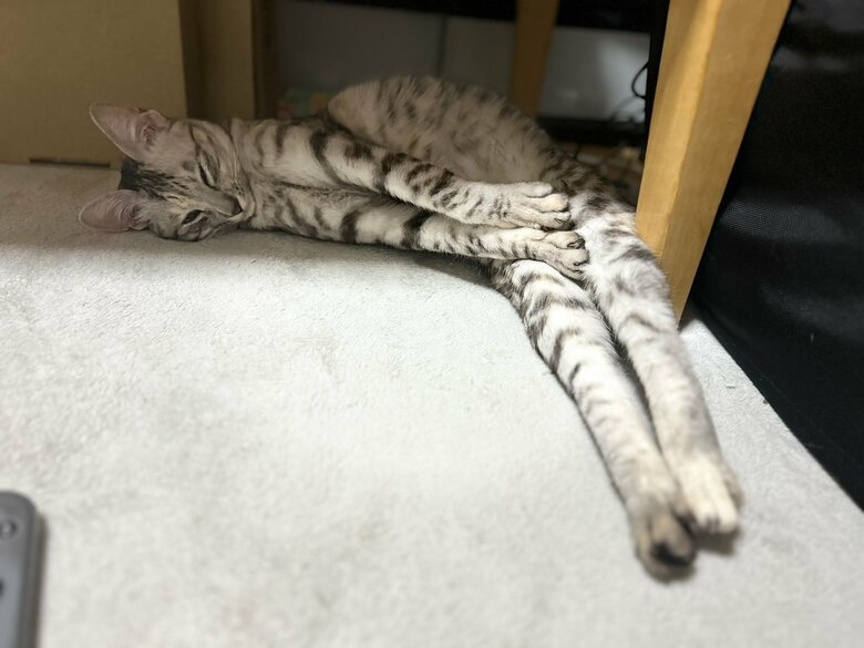 あの形にそっくり！