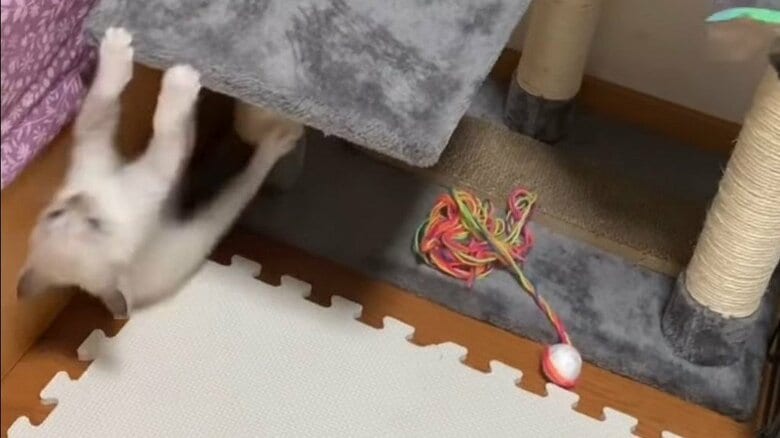 キャットタワーから落ちるこめくん