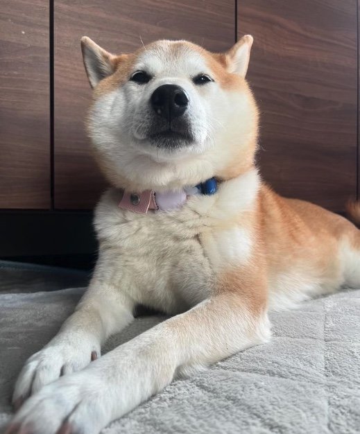 提供：柴犬 sasuke_紗助さん