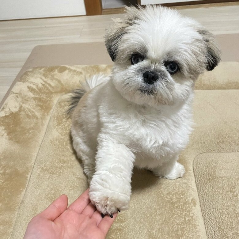 食いしん坊なので頼んでもないのに1日に何度もお手をする