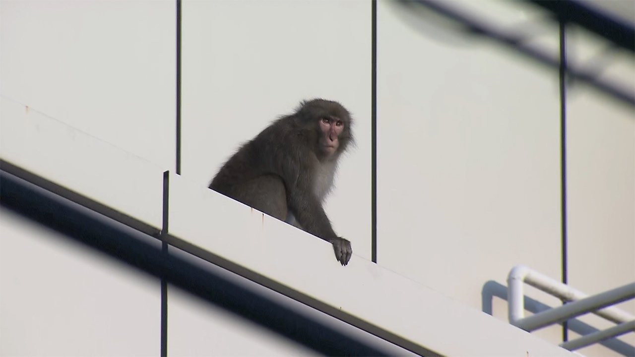 速報 サル出没 きょうは新宿で きのうは世田谷の住宅街 Fnnプライムオンライン 東京の都心でサルの 目撃情報が相次いでいる ｄメニューニュース Nttドコモ