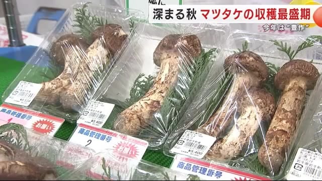 松茸 岩手県宮古産【10月4日午後収穫】④ 松茸 岩手県宮古産【10月4日午後収穫】④