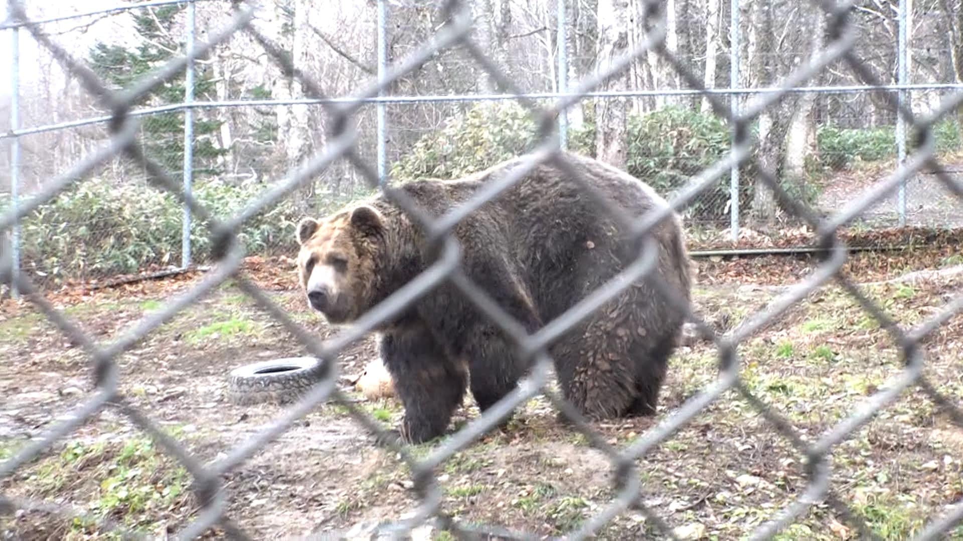 空港にまで“熊”出没…滑走路が一時閉鎖に　列島各地の「アーバンベア」動物園にも“連日侵入”休園に　見回り中の猟師襲われ“命懸け”駆除
