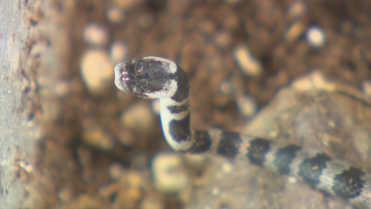 一般住宅の庭で『幻のヘビ』を住民が発見、白黒の美しい縞模様 「石垣