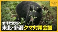 相次ぐ“クマ”人身被害…被害の75％を占めた東北・新潟で対策会議　専門家も注意呼びかけ「8月前半まで山にエサがない」