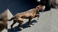ひなたぼっこ中に庭先で猟犬と遭遇　「飛びかかってきた」ペットおびえ飼い主もパニックに　地元猟友会「申し訳なかった」