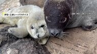 静岡の水族館でゴマフアザラシの赤ちゃん誕生！流氷と同じ色の“白い産毛”が見られるのは今だけ　伊豆・三津シーパラダイス
