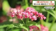 【赤ソバ畑】霧島市・陵北ふれあい農園　種まき後どうなった？