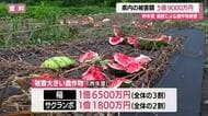 鳥獣による農作物被害…約5億9000万円（2025年度・前年度比1.7倍）イノシシ36％占める　山形