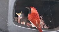 天然記念物の野鳥・アカヒゲが民家に！電動三輪車で子育て中　奄美大島
