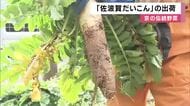 京の伝統野菜「佐波賀だいこん」出荷　京都・舞鶴特産で年8700本収穫の”幻のダイコン”　半世紀中断した生産は２０１０年以降復活の取り組み