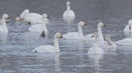 3季ぶり！コハクチョウ400羽超　“越冬地”長野・安曇野市の犀川白鳥湖　日本海側が大雪で餌を取りにくくなった影響で、県内への飛来が増えたか