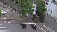 「クマが逃げております」男女4人襲った“居座り熊”　工場敷地から逃走　近隣の小・中学校は臨時休校　福島市