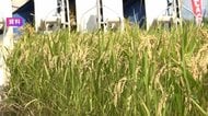 コメ価格は値下がりの見通し　向こう3カ月の価格見通しを示す指数は「28」