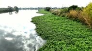 「悪魔みたい」川に“最悪の侵略植物”　関東各地で猛威　1cmの断片でも再生　驚異の繁殖力で観光・農業に打撃