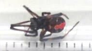 【北海道内3例目】オーストラリア原産の毒グモ”セアカゴケグモ”北海道旭川市内の事業所で発見…かまれると痛みやリンパの腫れ「触らないで」注意呼びかけ