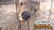 やっぱり奈良公園のシカやん」迷いシカの命名式　奈良県知事が鹿せんべい2カ月分差し入れ「食べ慣れているかも」