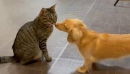 「キスした結果」大好きな“同居猫”に逃られた犬の姿が哀愁たっぷり…うまくいくこともある？飼い主に普段の関係性を聞いた