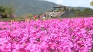 「空の公園」に咲き誇るシバザクラ 大分・佐伯市