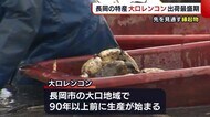 “先を見通す縁起物”大口レンコンが出荷最盛期　夏の強風の影響…