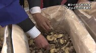 県産乾シイタケ初競り 「消費拡大にチャレンジ」 大分