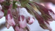 桜のつぼみにうっすらと雪 季節外れの寒気 夕方から再び雪<岩手・盛岡市>
