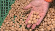 収穫量日本一!秋の味覚「ギンナン」の収穫始まる 福岡や関西へ出荷へ 大分・日出町