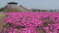 まるで”ピンクのじゅうたん”　空の公園でシバザクラが見ごろ　…