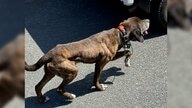 ひなたぼっこ中に庭先で猟犬と遭遇　「飛びかかってきた」ペットおびえ飼い主もパニックに　地元猟友会「申し訳なかった」
