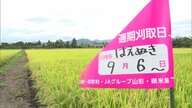 記録的な暑さですでにコメの収穫適期…例年より“7日から10日早い”　県担当者「この20年では聞いたことがない」【山形発】