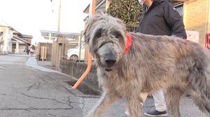 小学生の胸ほど...超大型犬 “見守り”初日 子どもはどう反応?