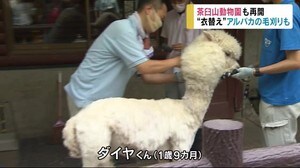 動物たちも大喜び!? 茶臼山動物園も再開 「衣替え」アルパカの毛刈りも 1時間でさっぱり