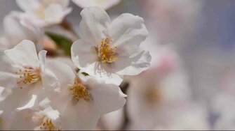 コロナ禍でも「変わらぬもの」 92歳の写真家が見た上野公園の桜