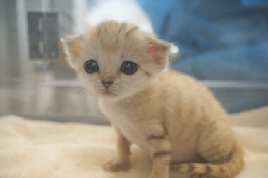 世界最小級「スナネコ」の赤ちゃんが国内で初誕生。“砂漠の天使”に胸キュン!生態を聞いた