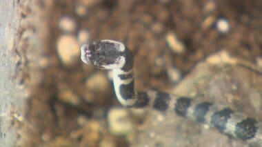 一般住宅の庭で『幻のヘビ』を住民が発見、白黒の美しい縞模様 「石垣から頭を出していた…