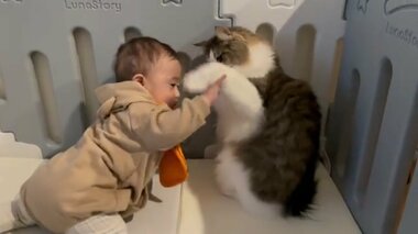 「撫でさせて!」諦めない赤ちゃんと軽くあしらう“兄猫”の攻防戦にほっこり…結末を飼い主に聞いた