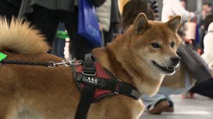 犬の散歩で街の安全を守る！「わんわんパトロール隊」出陣式…散歩をしながら子どもや高齢者を見守り不審者を街に寄せ付けないことが目的