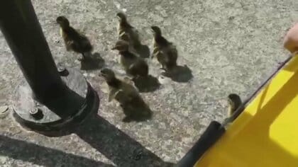 こんなところに…カモの親子！？救出作戦決行　生まれたてのひな7羽と親ガモを救え　実は今回で6組目　イギリス