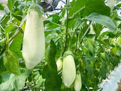 ナスの価格は2年で16%上昇 猛暑・コスト高が引き続き懸念材料