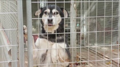 【深刻】中国で犬が子どもを襲撃…肋骨骨折に腎臓損傷　被害相次ぎ当局取り締まり強化、一方で便乗虐待も　保護施設で見た現実